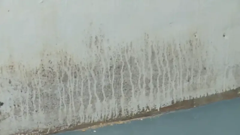 Basement mold removal service Fairfax VA