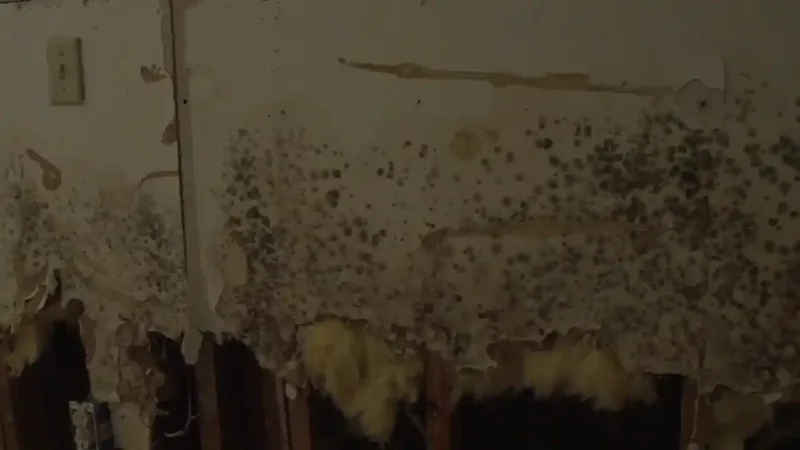 Licensed mold remediation services in Fairfax VA